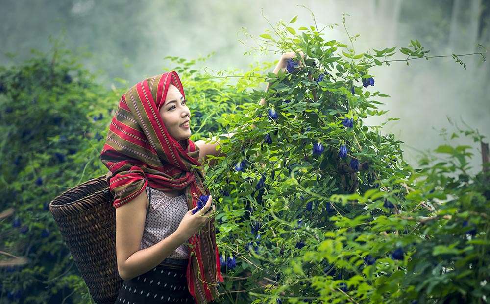 Chế độ Thuần Chay là gì?